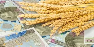 Ceny pszenicy na nowe zbiory 2025 — jest taniej niż myślisz?