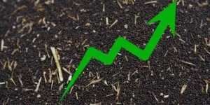 Ceny rzepaku 2025 — kontrakty terminowe pną się w&nbsp;górę
