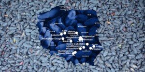 Samozbiory jagody kamczackiej 2025. Polacy ruszają po zdrowie