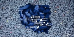 Samozbiory jagody kamczackiej 2025. Polacy ruszają po zdrowie