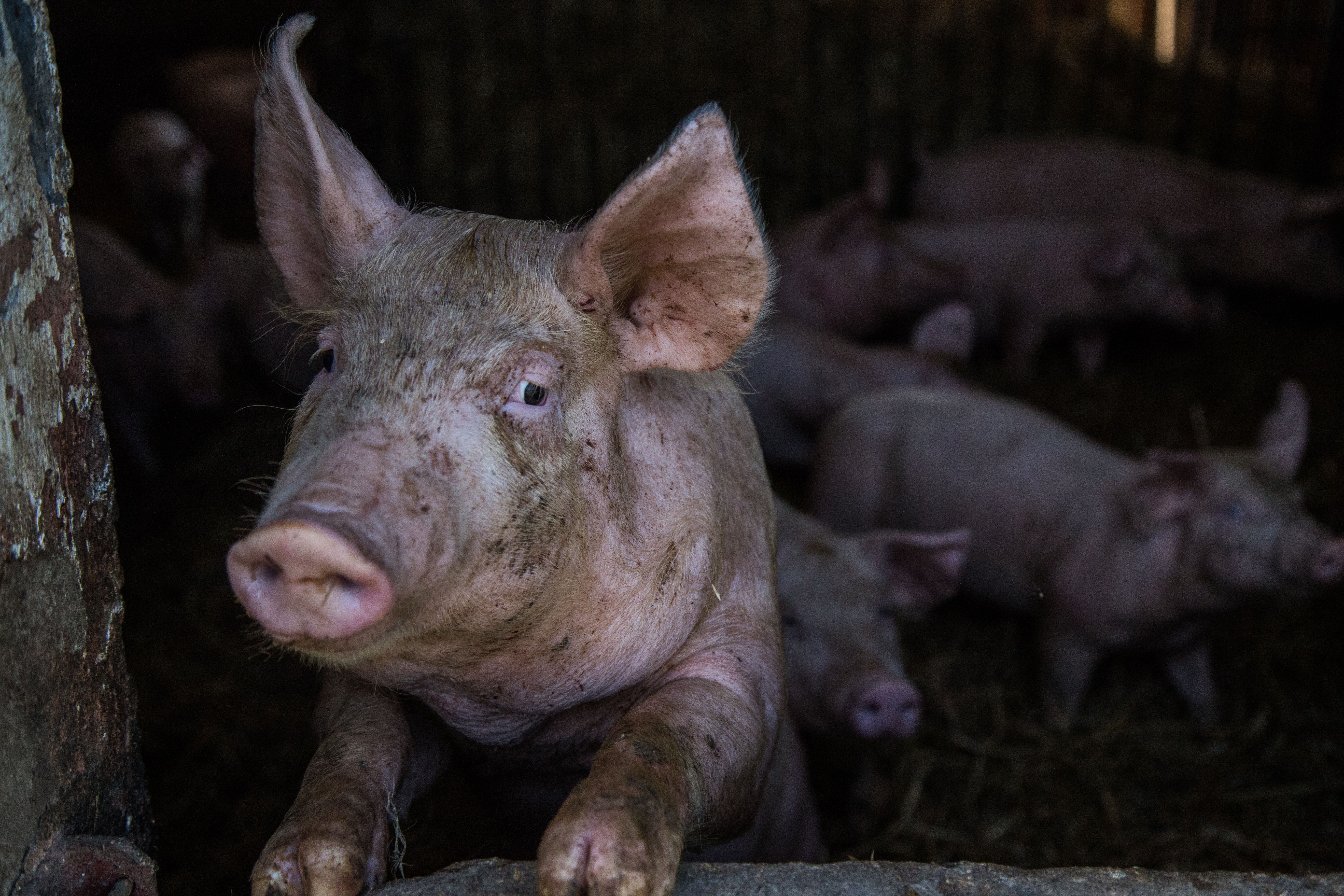 Rejestracja zwierząt tylko przez IRZplus — od kiedy? Sprawdź!