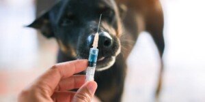 Szczepionka na wściekliznę wycofana — GIW apeluje o zgłaszanie działań niepożądanych