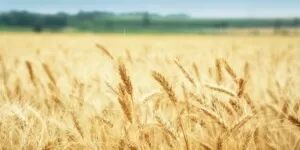 Ceny skupu zbóż 2025 nie ruszają się z&nbsp;miejsca