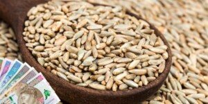 Ceny żyta na nowe zbiory 2025 mogą rozczarować rolników?