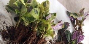 Co ujawniły kontrole fitosanitarne importowanych roślin?