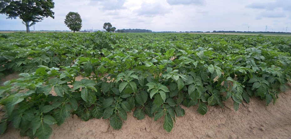 ENCERA w&nbsp;ziemniakach – czy bakterie azotowe działają?