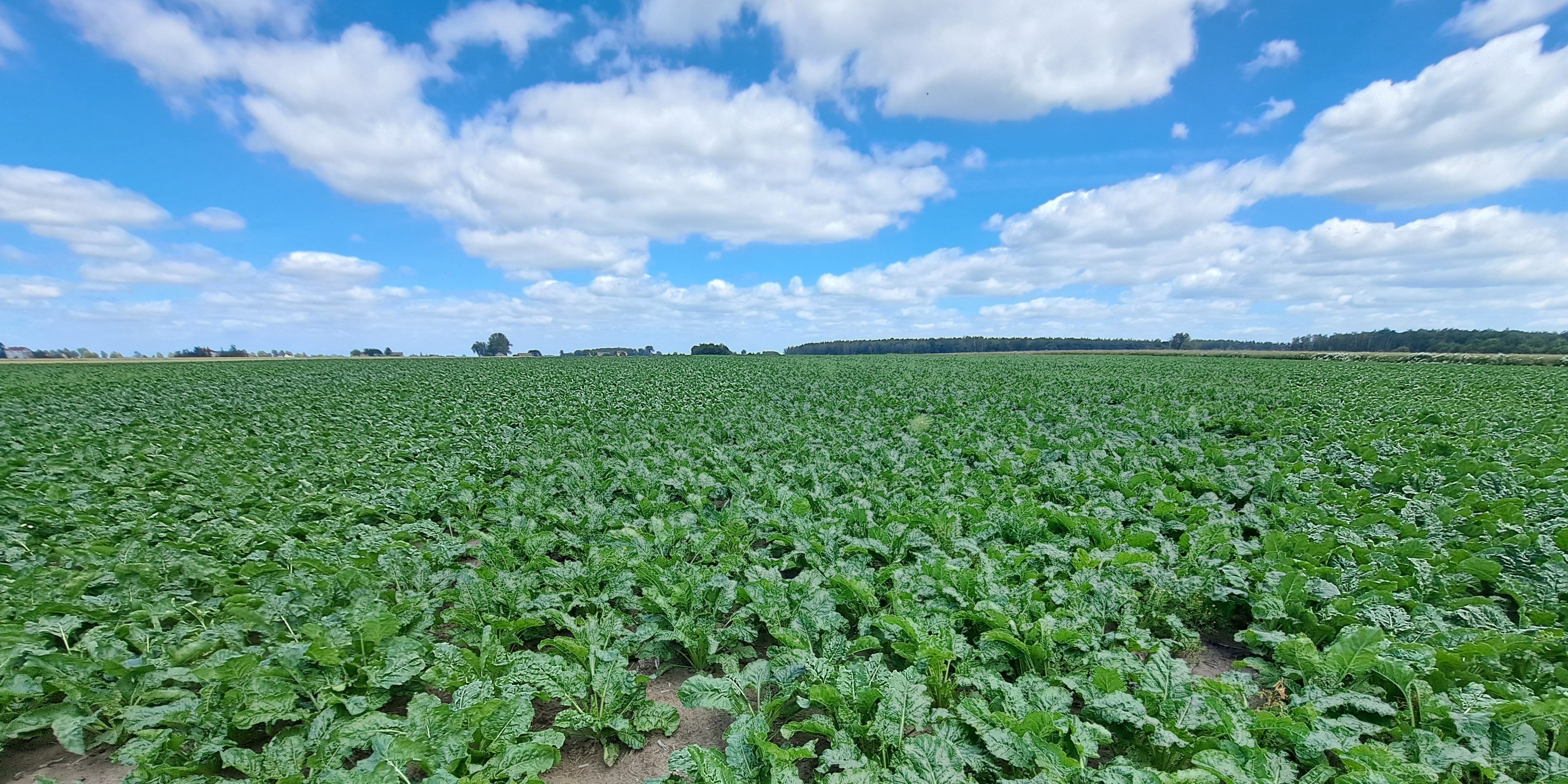 ENCERA w burakach cukrowych – azot z powietrza dla większego plonu i polaryzacji