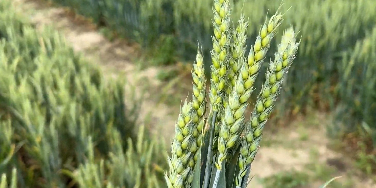 Co na ochronę kłosów? Raport z pola przed T3 w zbożach