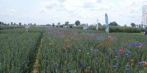 Ochrona zboża bez flufenacetu wg Innvigo