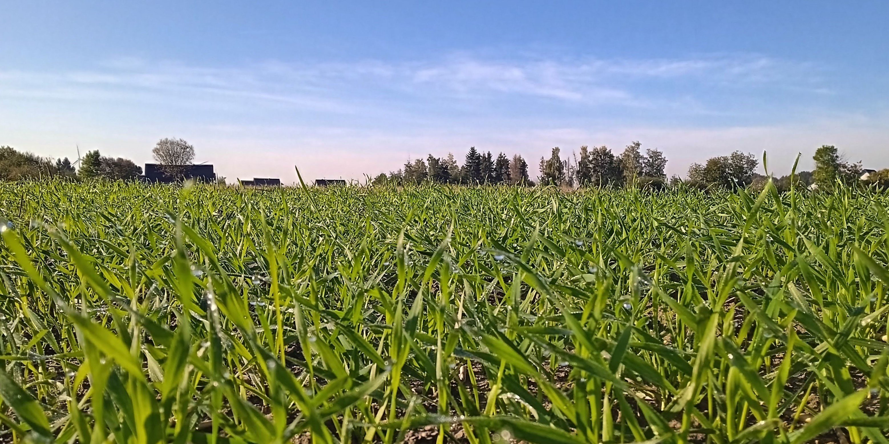 Wycofanie flufenacetu – co to oznacza dla jesiennej ochrony zbóż?