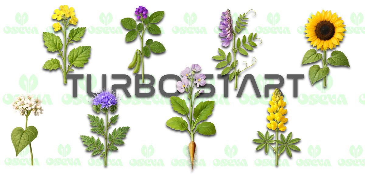 Mieszanka na poplon czyli klucz do zdrowej gleby i obfitych plonów