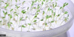 Badania nasion warzyw – kontrole PIORiN