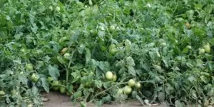 Uwaga! Bakteryjna cętkowatość pomidora na plantacji