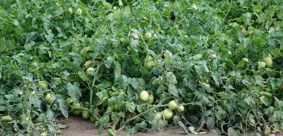 Uwaga! Bakteryjna cętkowatość pomidora na plantacji