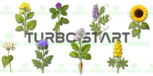 Mieszanka na poplon czyli klucz do zdrowej gleby i obfitych plonów