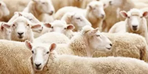 Kolejna zakaźna choroba zwierząt w&nbsp;Europie