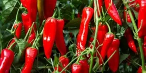 Pepperito – bezpestkowa papryka podbija świat