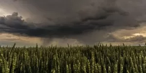 Ubezpieczenia upraw rolnych 2025 z problemami. Firmy się wycofują, MRiRW reaguje