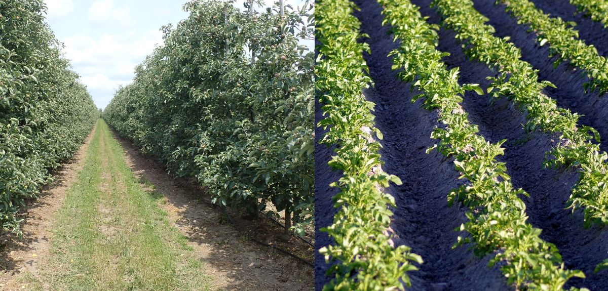 Potrzebny mankozeb w ochronie upraw w UE. Apel o powrót środka