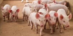 ASF w&nbsp;Polsce 2025 — już 18. ognisko potwierdzone