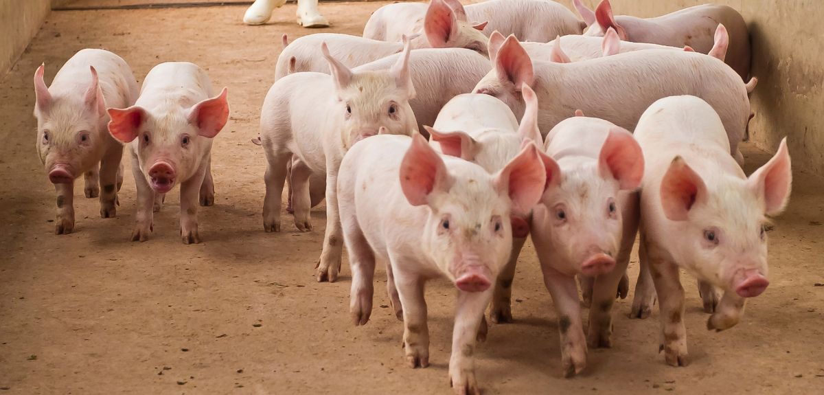 ASF w Polsce 2025: pierwsze ognisko potwierdzone. Gdzie?