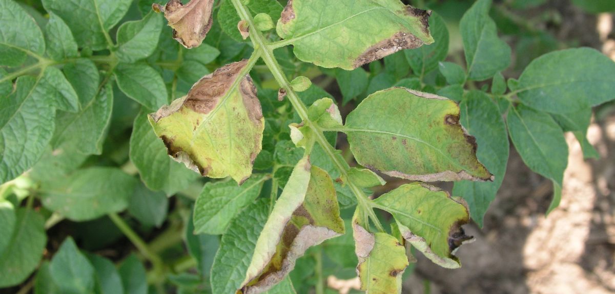 Środki na zarazę ziemniaka — najskuteczniejsze w 2025