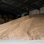 Ceny skupu podstawowych produktów rolnych w sierpniu 2025 r.