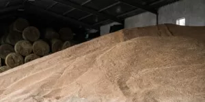 Ceny zbóż na nowe zbiory 2025 bez szans na odbicie?