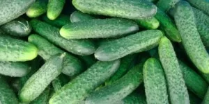 Najnowsze ceny ogórków gruntowych – nawet 10 zł/kg
