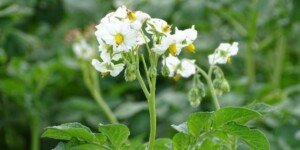 Nowa odmiana ziemniaka odporna na zarazę