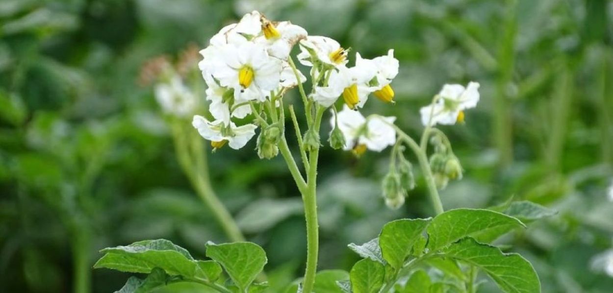 Powstaje nowa odmiana ziemniaka odporna na zarazę.