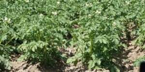 Jakie są prawdziwe zbiory ziemniaków 2025? Szokująca różnica!