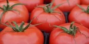 Jakie są najnowsze ceny pomidorów spod osłon?