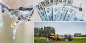 Dotacje na walkę z przymrozkami. Rolnicy mogą dostać nawet 200 000 zł