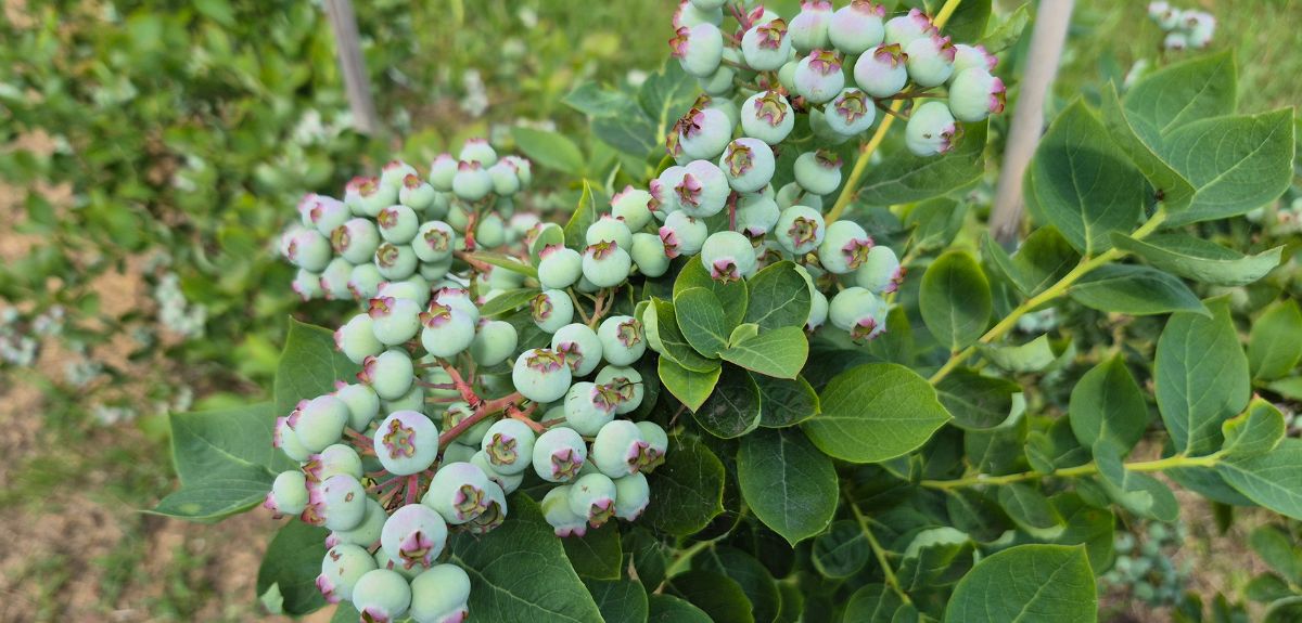 Jak ograniczyć skutki suszy, stresu termicznego i słonecznego roślin sadowniczych?