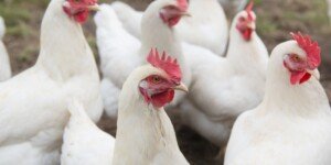 Rzekomy pomór drobiu znów atakuje — ponad 4&nbsp;mln sztuk strat