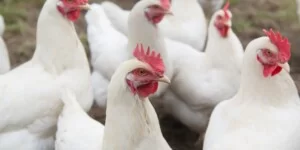 rzekomy pomór drobiu atakuje