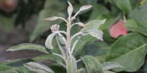 Mączniak w&nbsp;sadach. Uwaga: presja choroby wzrośnie z&nbsp;dnia na dzień!