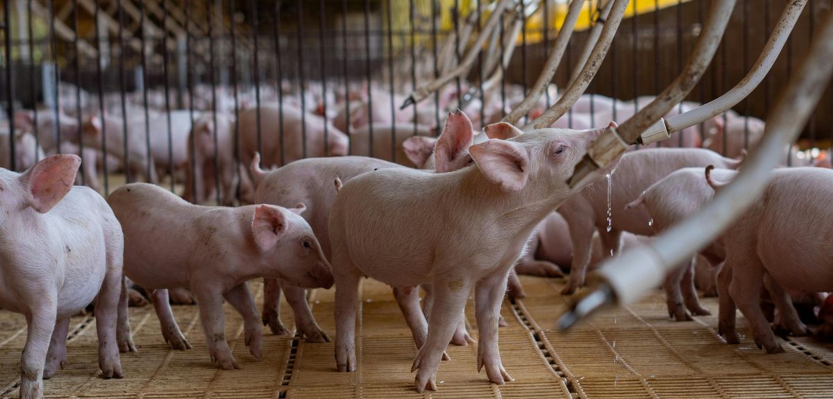 Dotacje dla hodowców świń na rolnictwo 4.0. Nabór wkrótce