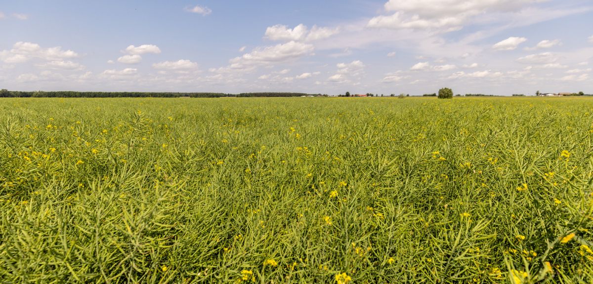 Wyjątkowo plenny rzepak odporny na kiłę kapusty. Odmiany na 2025/2026