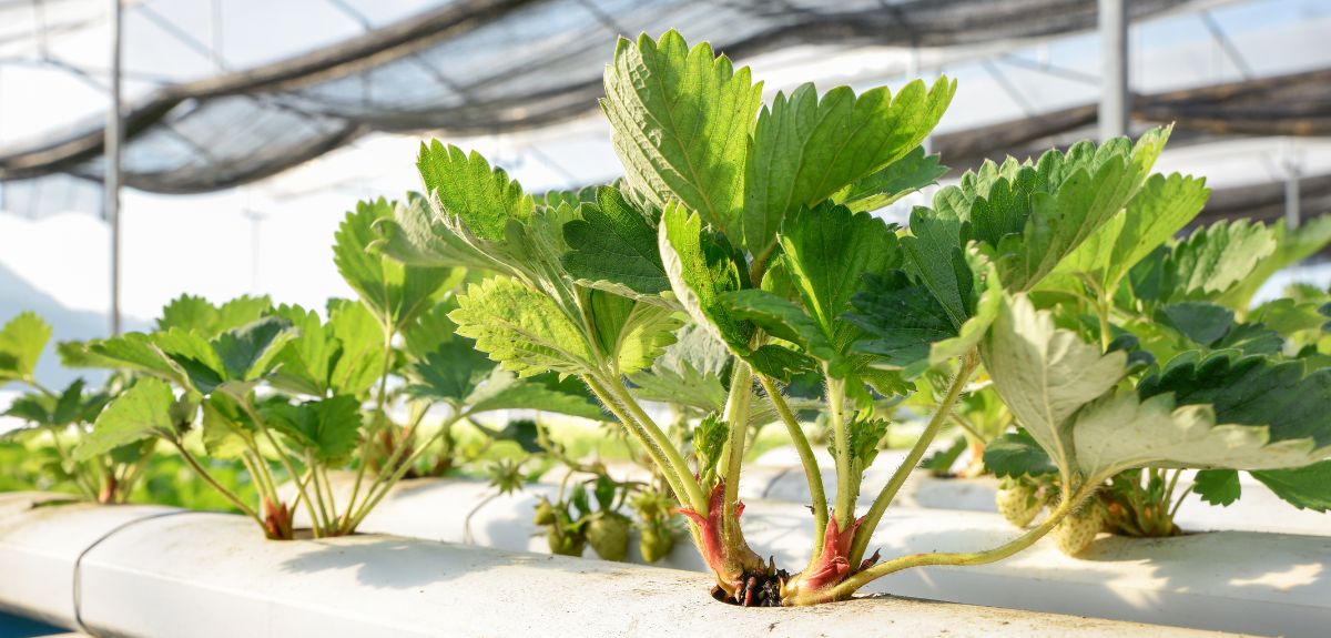 Hydroponiczne truskawki szklarniowe na problemy z klimatem