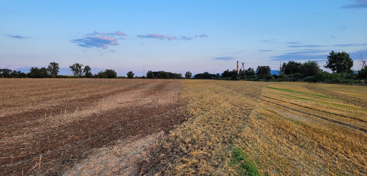 Zagospodarowanie resztek pożniwnych — sposób na oszczędności