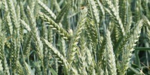 Zakup materiału siewnego. Rolniku, nie daj się oszukać!