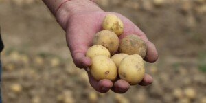 Nadpodaż ziemniaków. W Niemczech pełne magazyny. A jakie ceny?