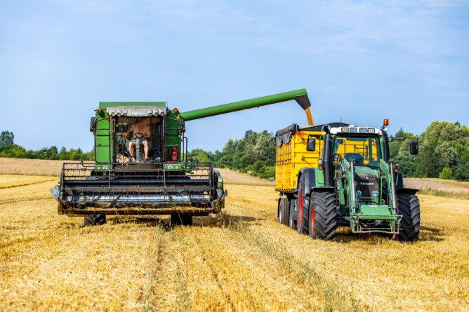 Ceny pszenicy na nowe zbiory