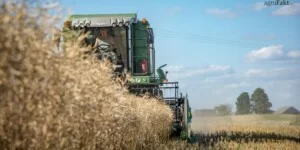 Ceny rzepaku w&nbsp;żniwa 2025 – oto gdzie skupują najdrożej!