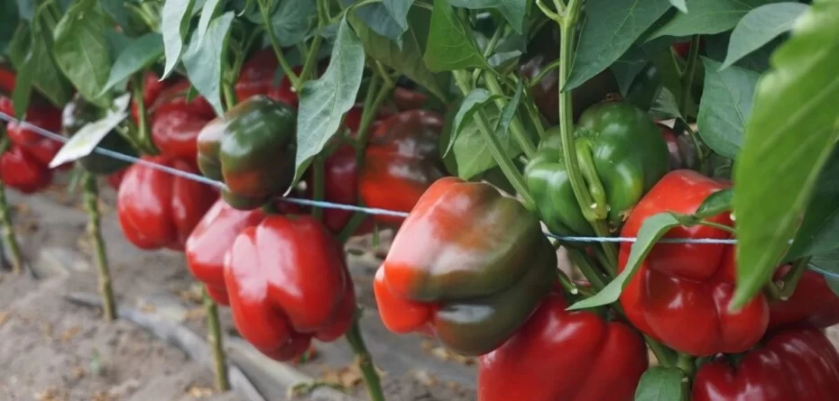 Paprykowe spotkania dla producentów warzyw