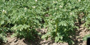 Bakteryjna choroba ziemniaków atakuje. Eksperci biją na alarm