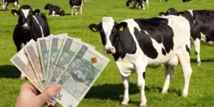Cena mleka w lipcu znowu spada. Najbardziej na Podlasiu