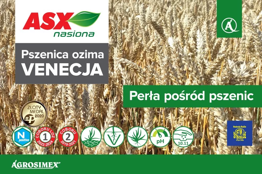Najplenniejsza odmiana pszenicy ozimej